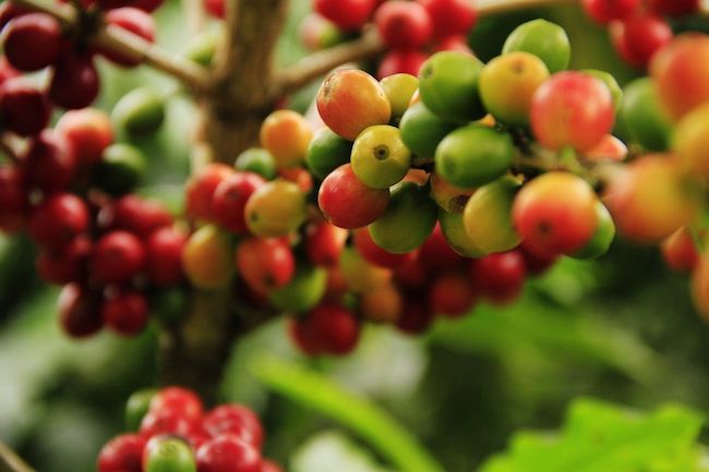 Coffee berries