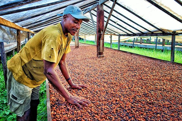 Coffee farmer